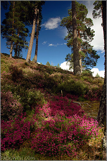 Forest heather.jpg